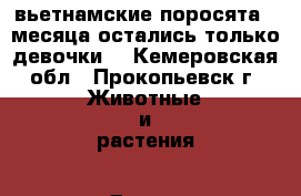 вьетнамские поросята 2 месяца остались только девочки  - Кемеровская обл., Прокопьевск г. Животные и растения » Другие животные   
